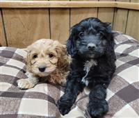 Cockapoo Mix: 5 Males and 1 Female Available