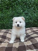 Eskimo Spitz Mix: 2 Males and 3 Females Available